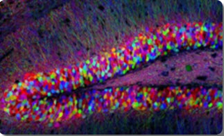 gyrus dent� de l'hippocampe de la souris